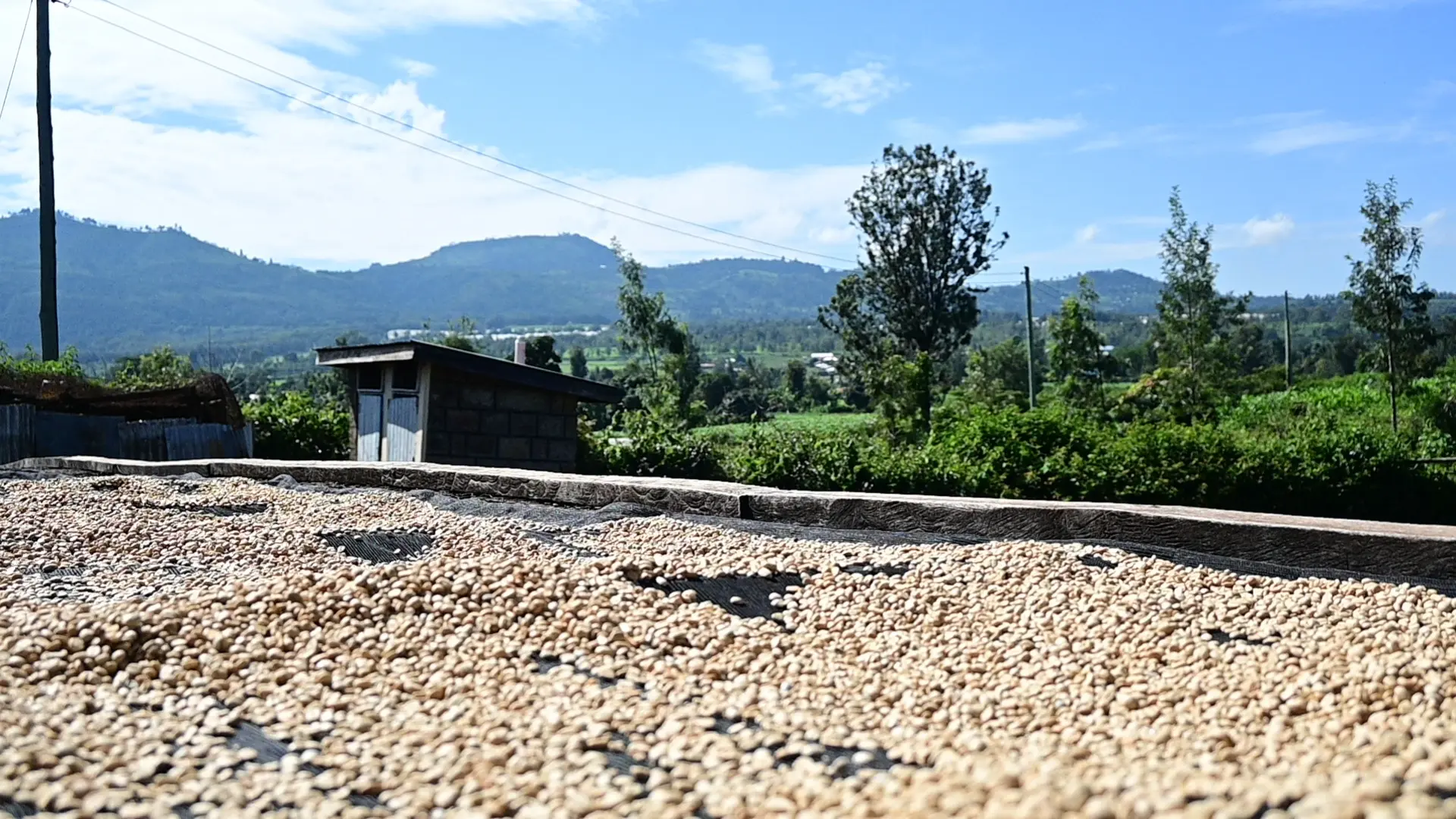 Freshly pulped coffee cherries spread out on raised beds under the sun to dry — a traditional post-harvest process used by Kenyan coffee farmers.