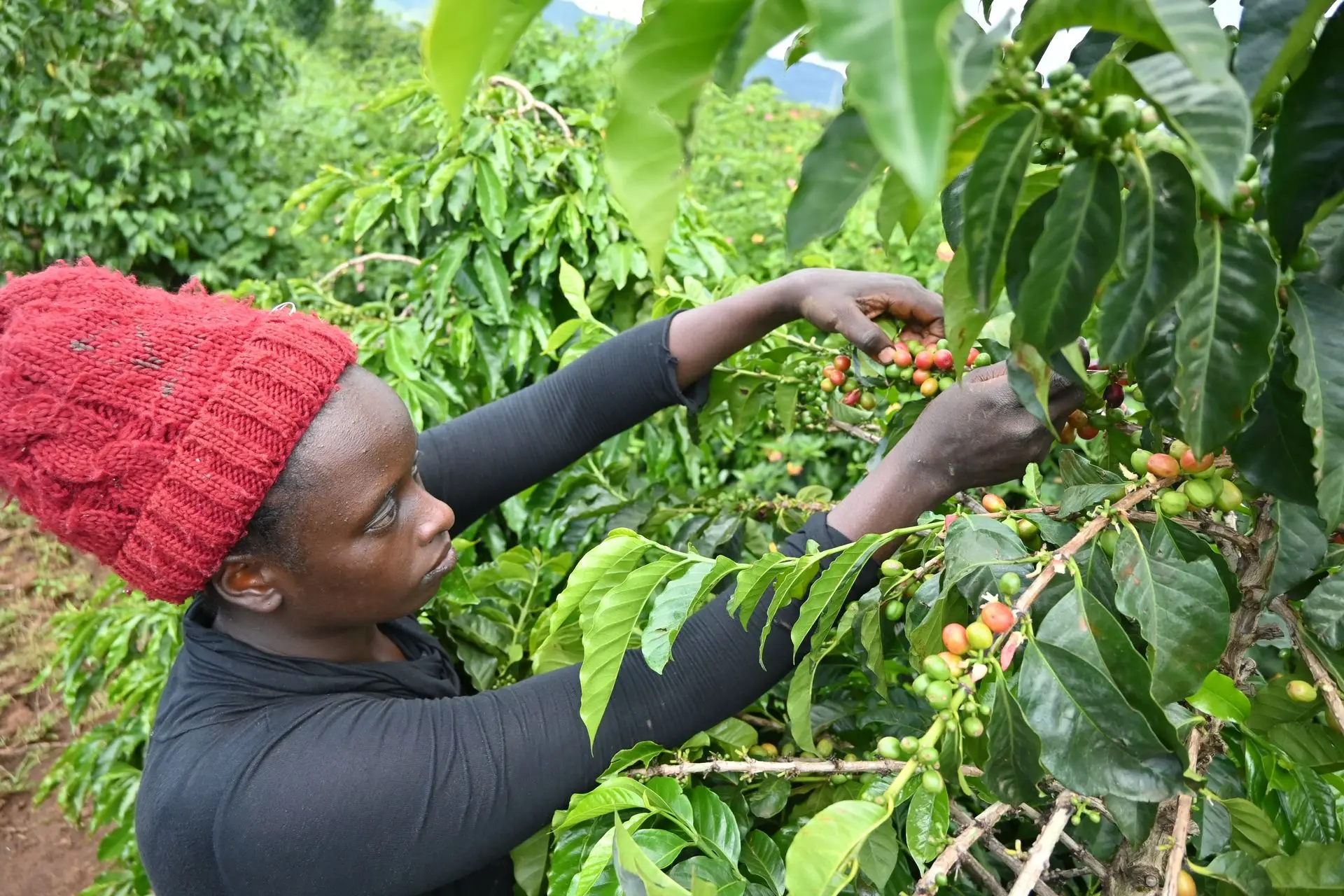 Woman Picking Ripe Coffee Cherries in Liwani Farm (Rift Valley, Kenya) A Kenyan woman carefully handpicking ripe red coffee cherries at Liwani Coffee Farm in Nakuru, located in the scenic Rift Valley region.