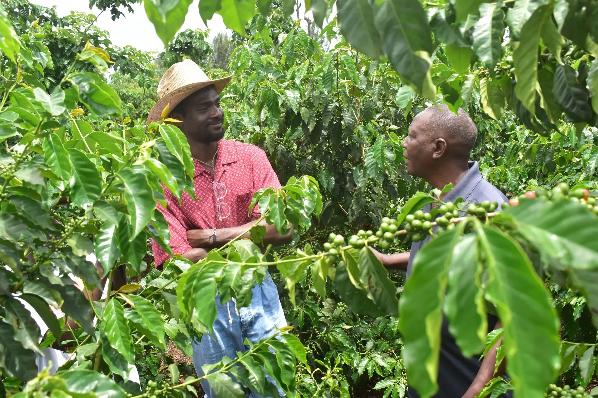 Visitor walking through Solai Coffee farms