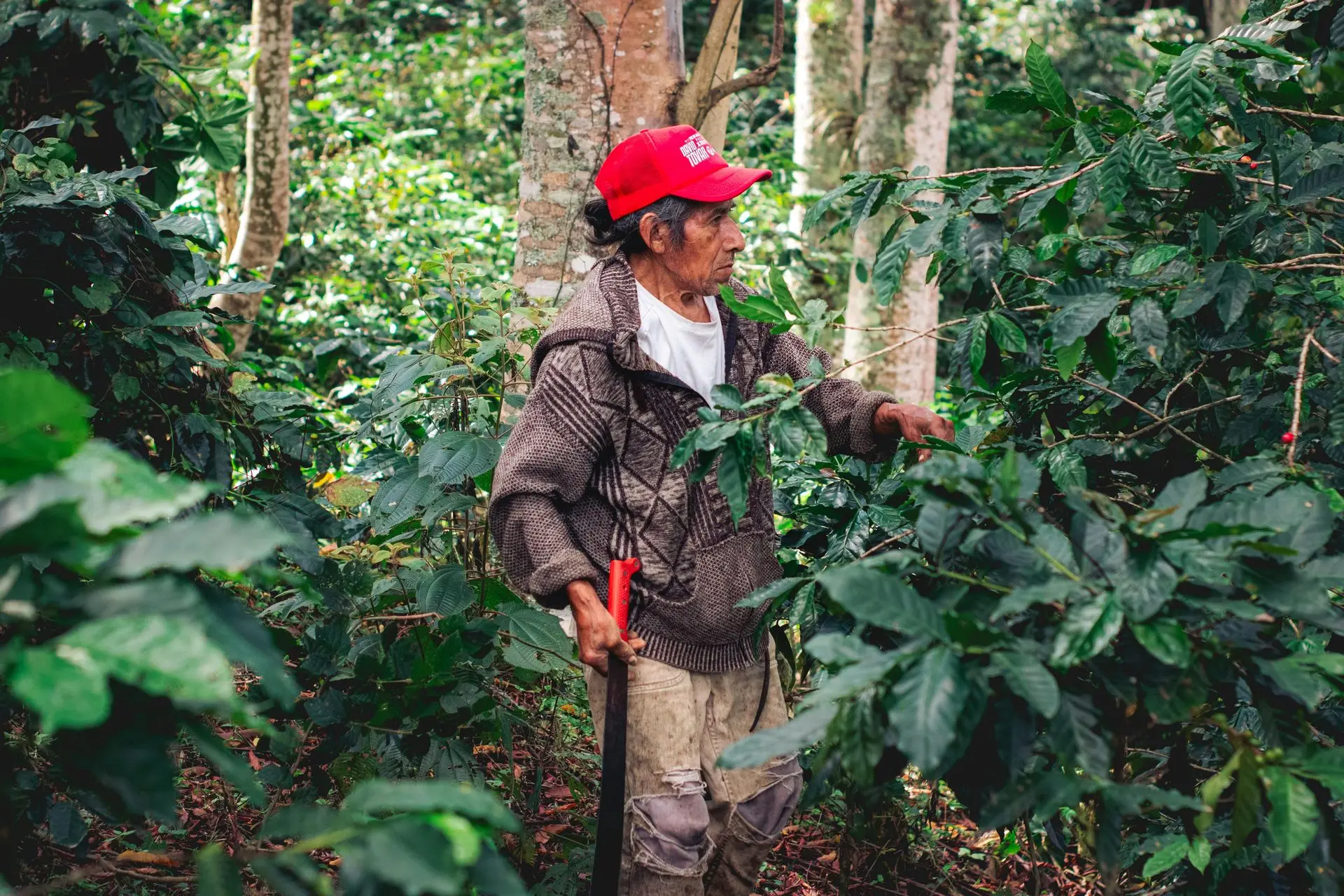 A Costa Rican coffee growing in shaded trees
