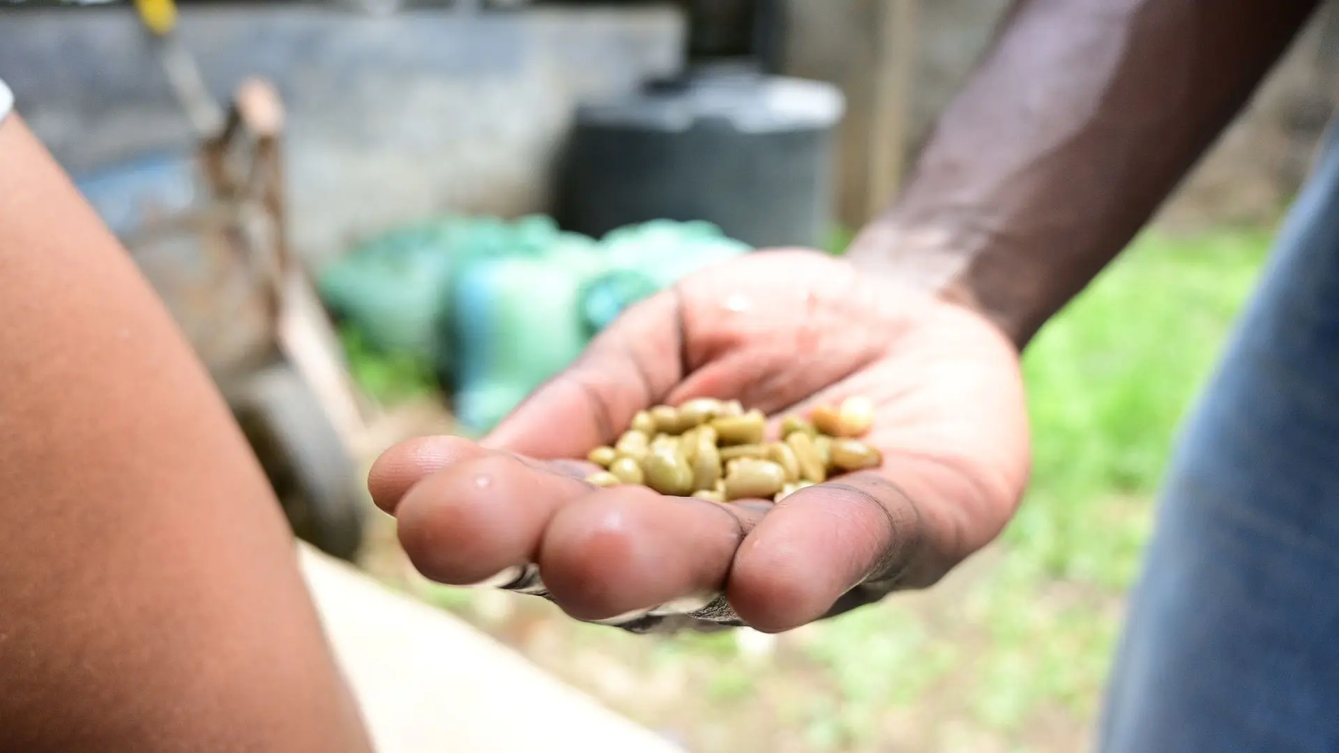A farmer holding freshly processed wet green coffee beans (parchment stage) in their hands, with visible moisture and shine, straight from the washing/processing station.