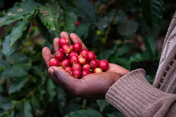 An image of a Kenyan coffee farmer holding ripe coffee cherries after selective harvesting