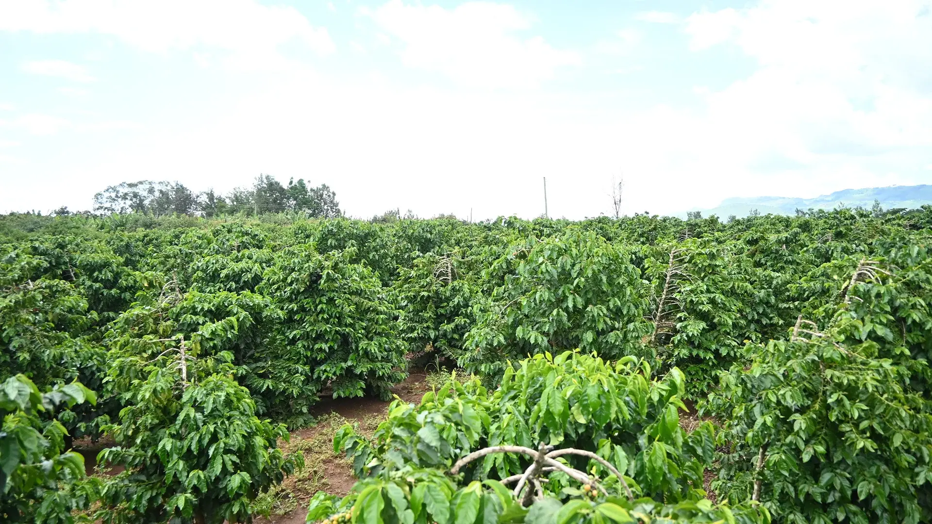 Small coffee farm plot in Kenyan highlands producing microlot coffee