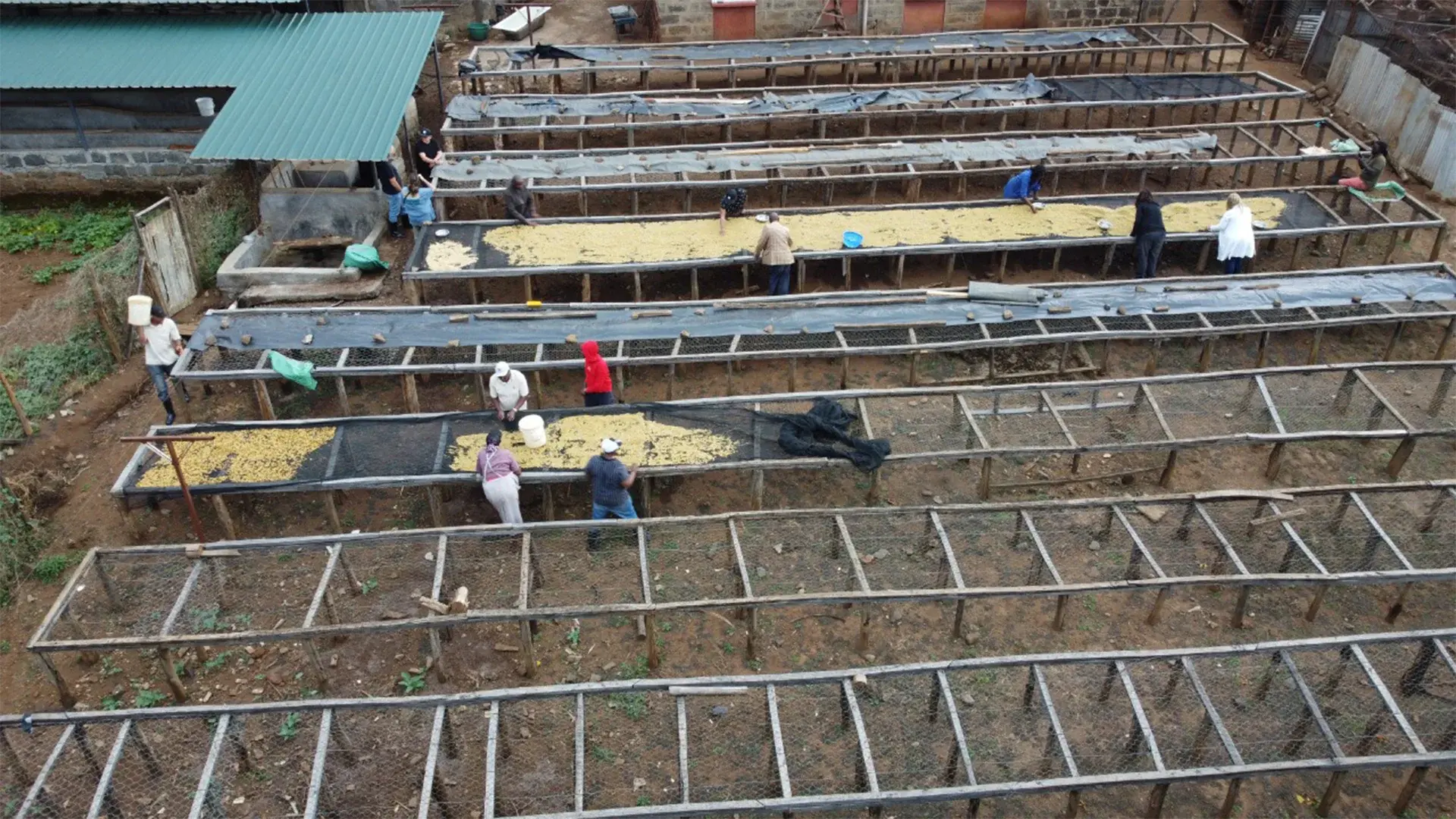 Microlot coffee beans drying on raised beds under the sun