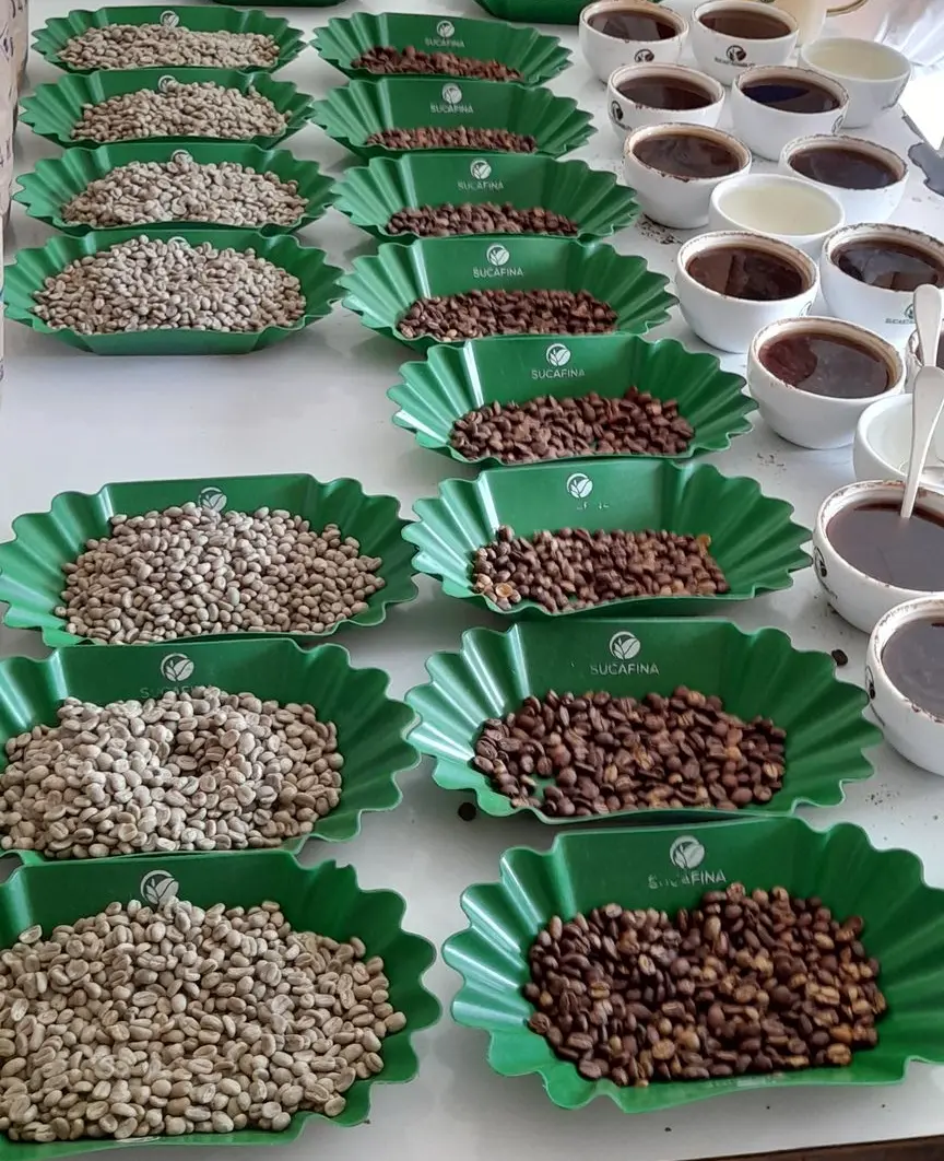 Cupping and sensory evaluation of coffee beans