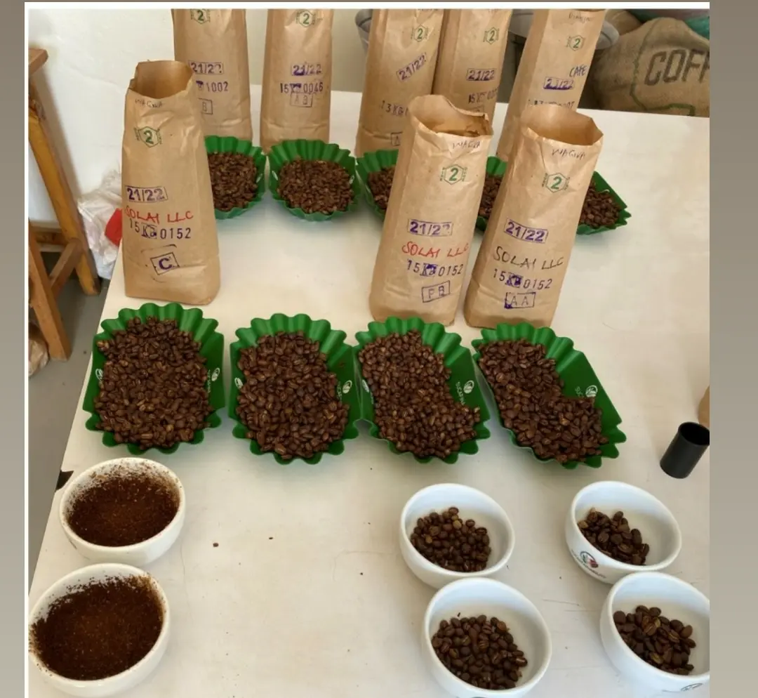 Sampling green coffee beans for grading in Kenya. A grader taking a 300–500g representative sample from a large coffee lot.