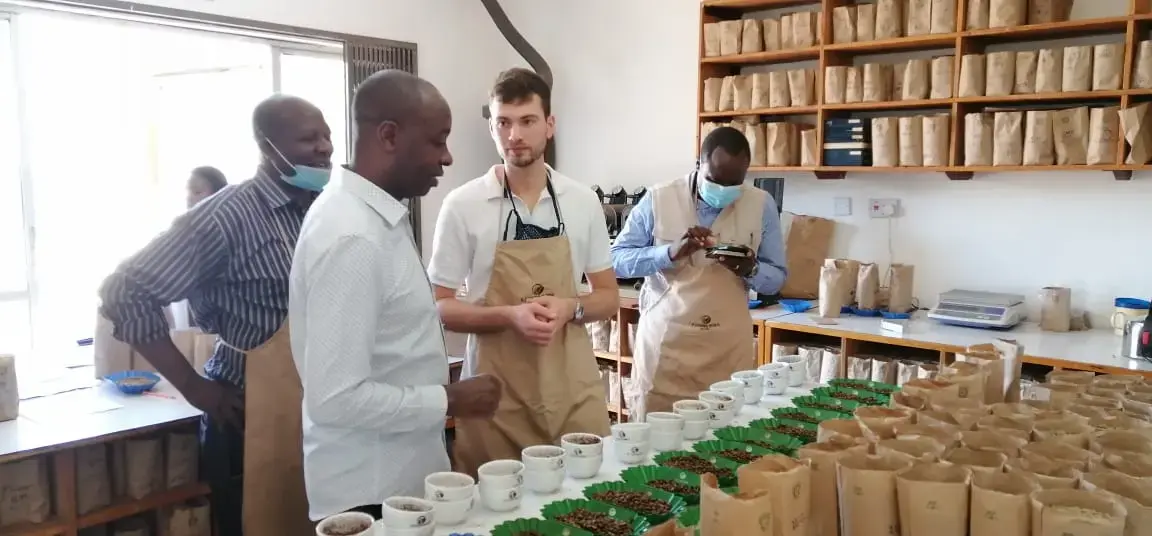 Green beans sampling and cupping Certified cuppers evaluating aroma and taste in a cupping lab with spoons and cupping bowls.