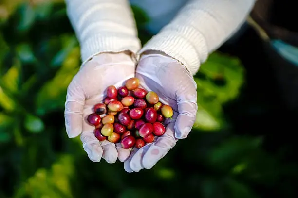 Freshly harvested coffee cherries held in gloved hands at origin, illustrating the human labor behind specialty coffee production.