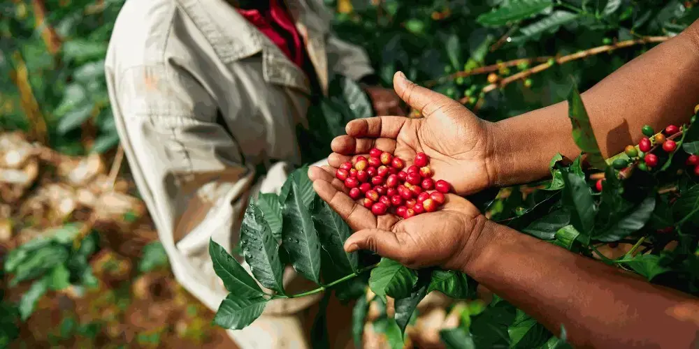 Ripe coffee cherries Close-up of a farmer’s hands holding ripe, handpicked Arabica coffee cherries, representing specialty coffee production at its source on the farm.