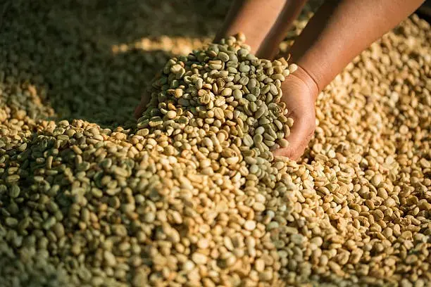 Specialty green coffee beans Hands sorting green coffee beans during processing, representing labor and cost at origin in specialty coffee production.