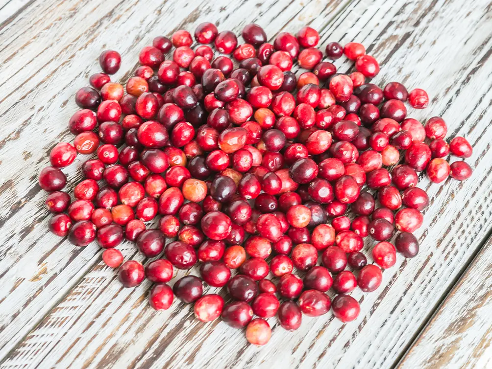 Harvested ripe coffee cherries from a specialty coffee farm.