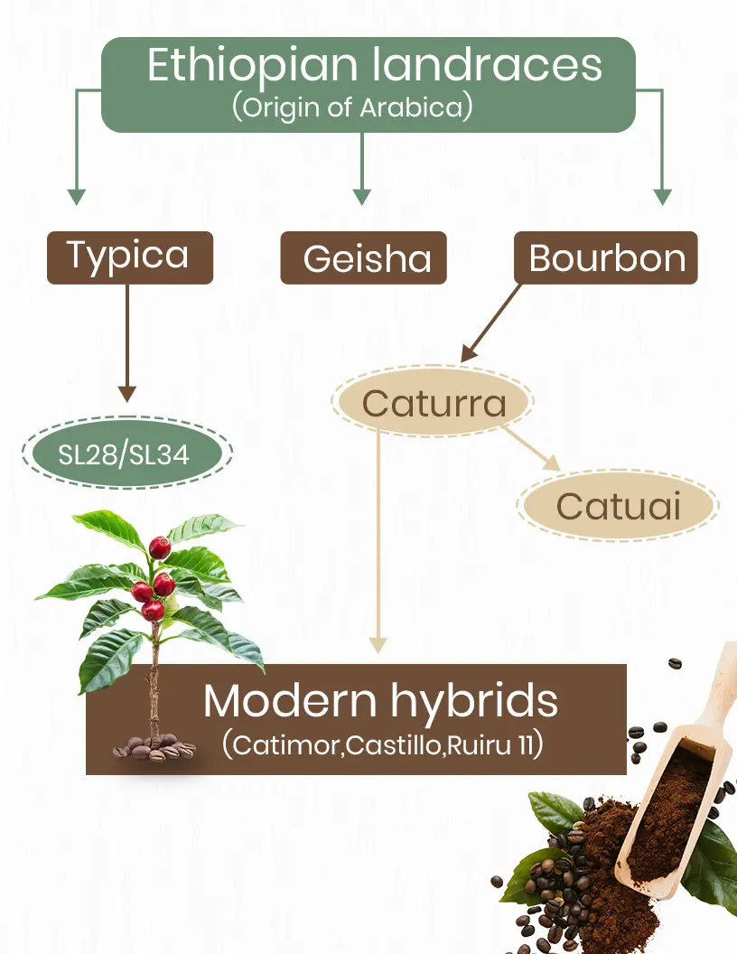 The Foundation: Coffee Species and the Arabica Family
