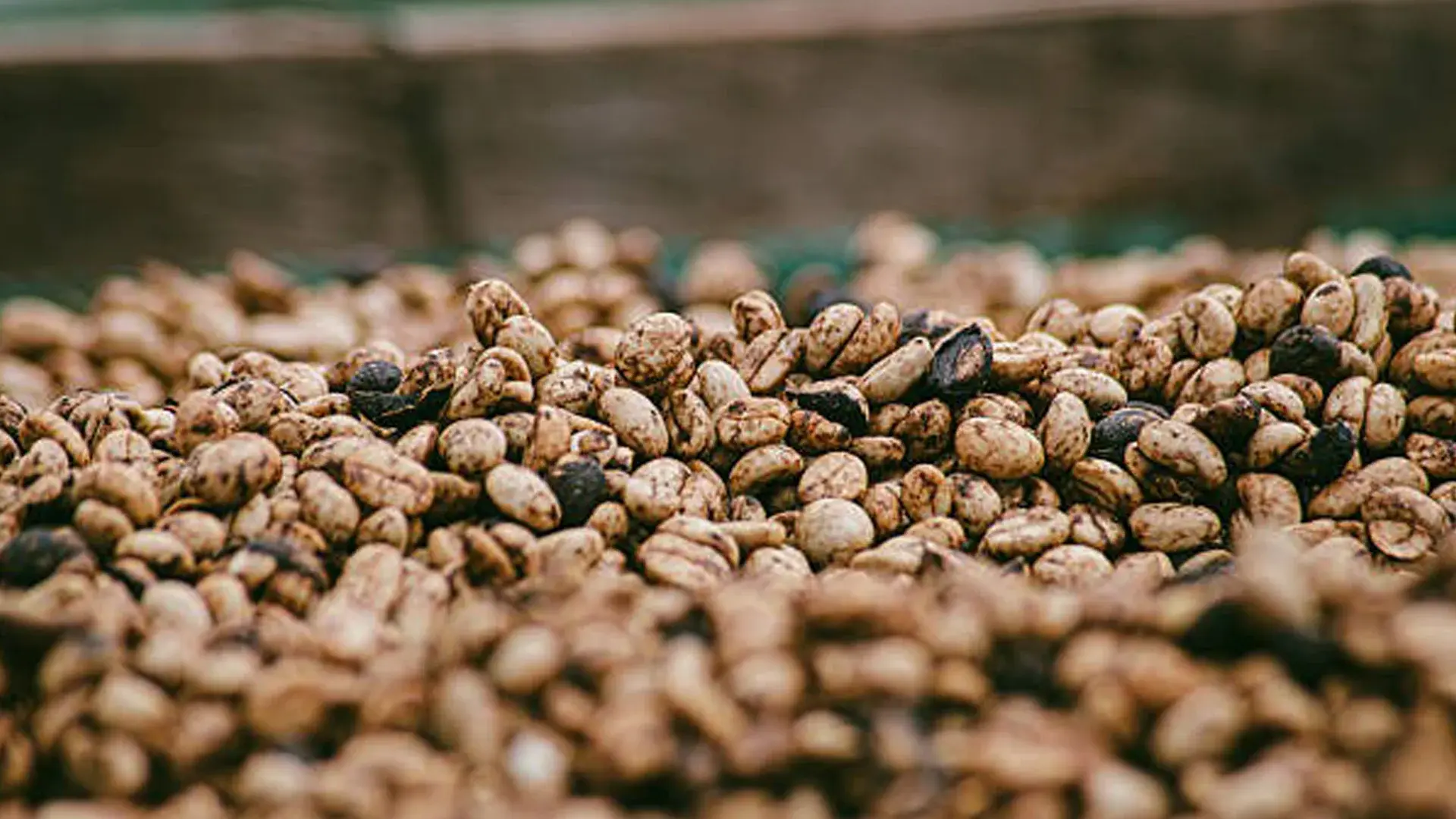 Coffee cherries drying coffee processing methods washed natural honey drying coffee cherries