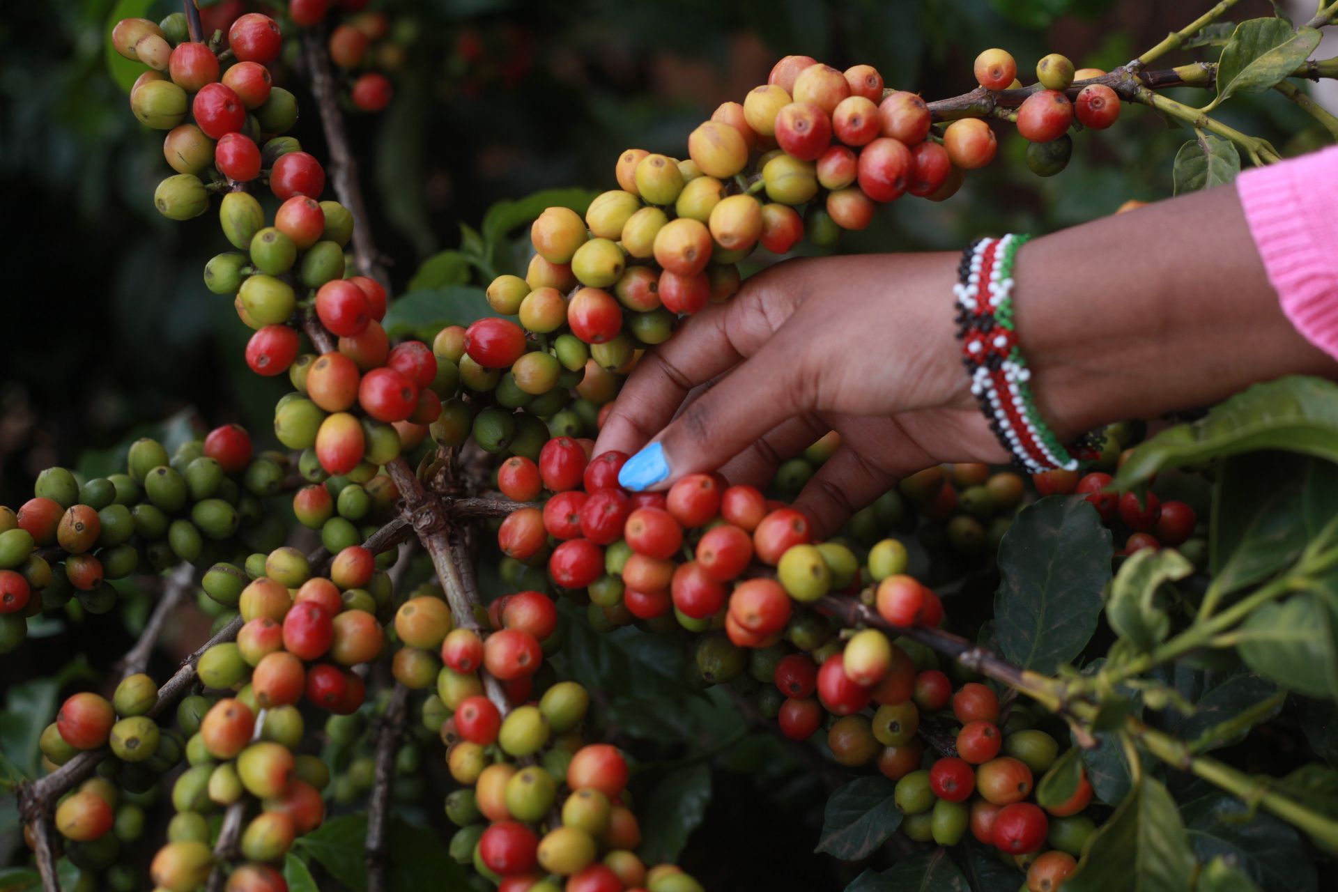 History of coffee:coffee berries on a coffee tree