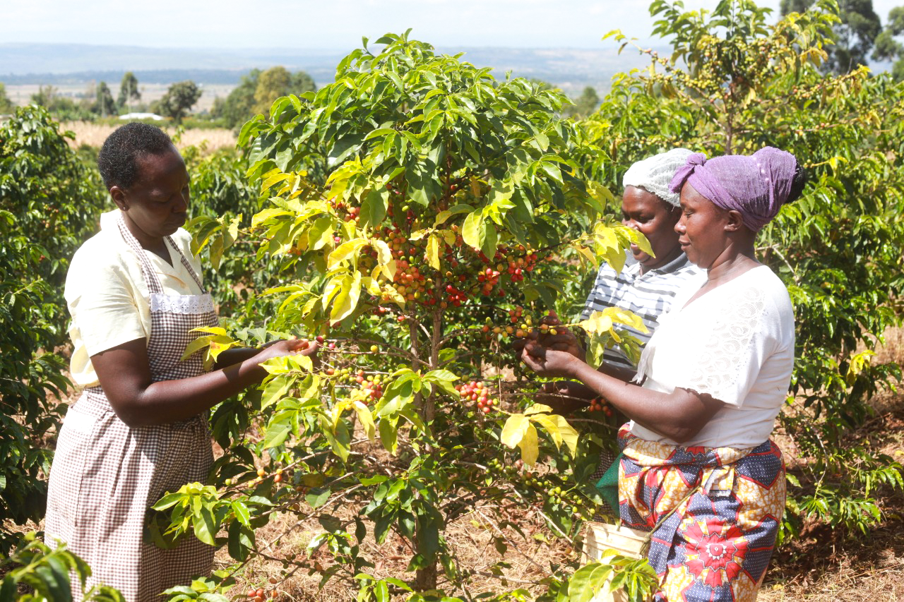 Women selectively picking ripe coffee cherries from a Ruiru 11 coffee plant 