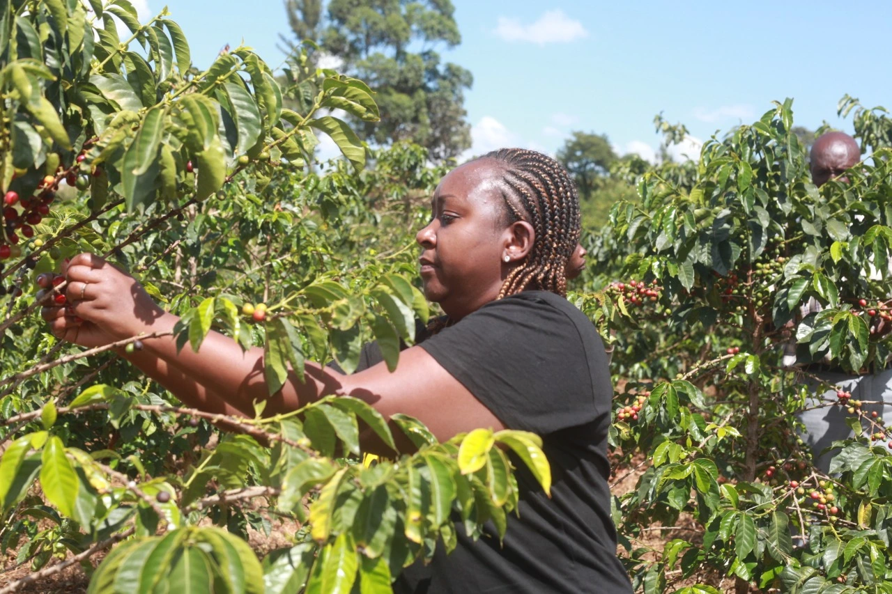 Coffee farmers hand-picking ripe specialty coffee cherries during harvest