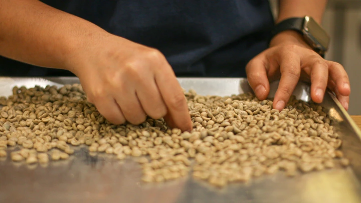 sorting green coffee Sorting specialty green coffee beans during quality inspection