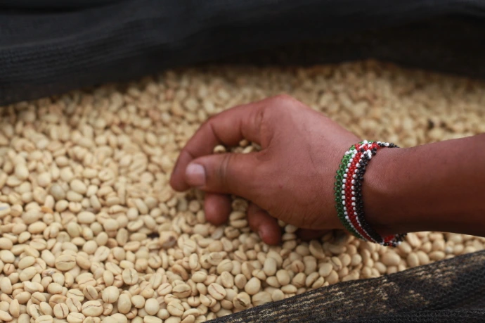 Specialty green coffee beans drying after post-harvest processing