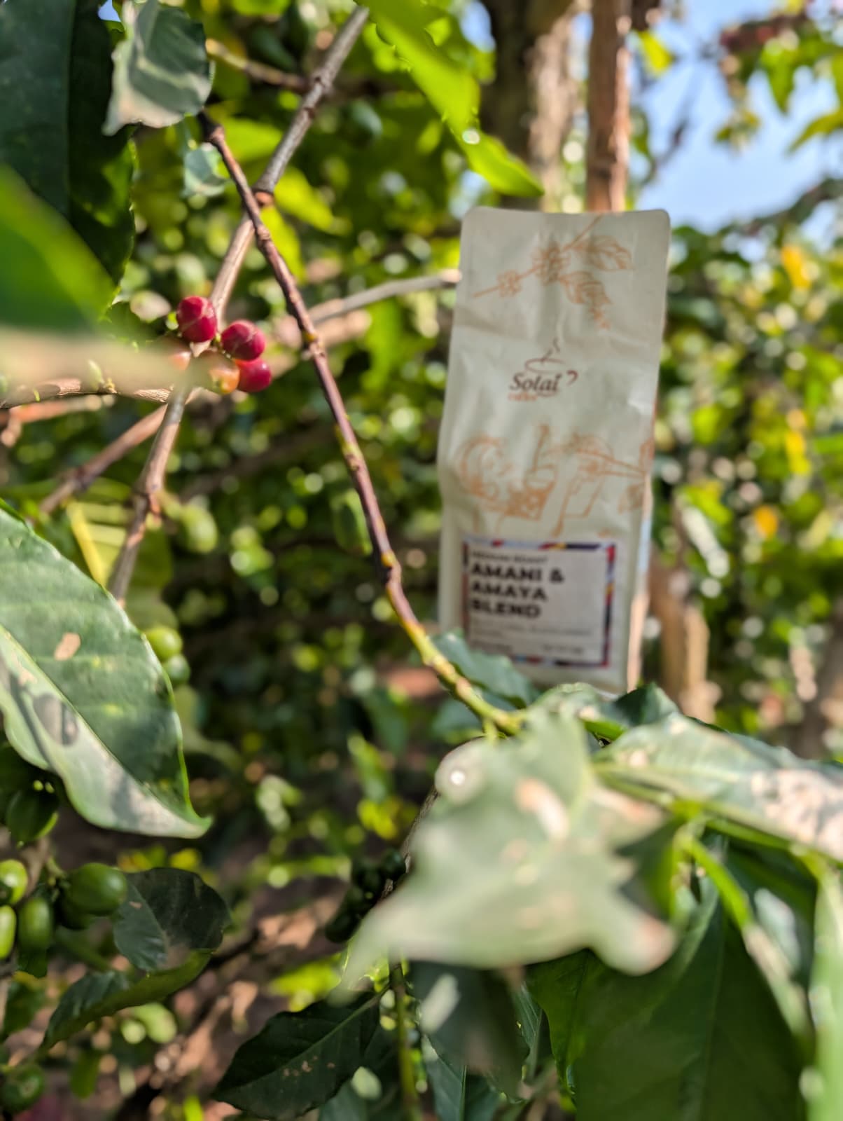 An image of final product of coffee beans in a pack place on a coffee tree at  kenyan farm