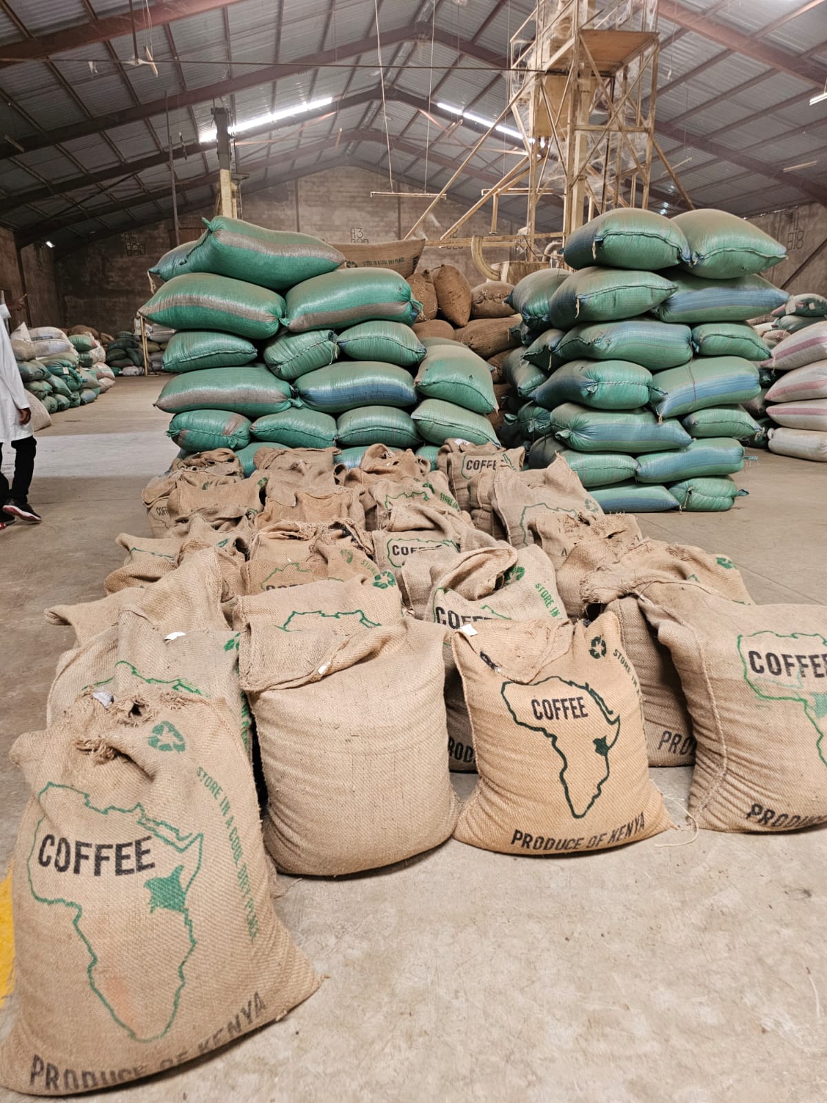 Freshly milled green coffee awaiting export in Kenya. After coffee leaves the farm, it passes through processing, grading, warehousing, and export before eventually reaching roasters around the world.