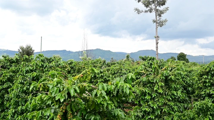 Coffee trees growing on a specialty coffee farm in Kenya under changing climate conditions.