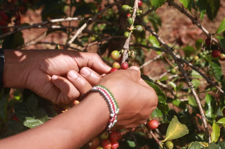 Hand-picking ripe cherries would illustrate why harvesting cannot be fully mechanized.