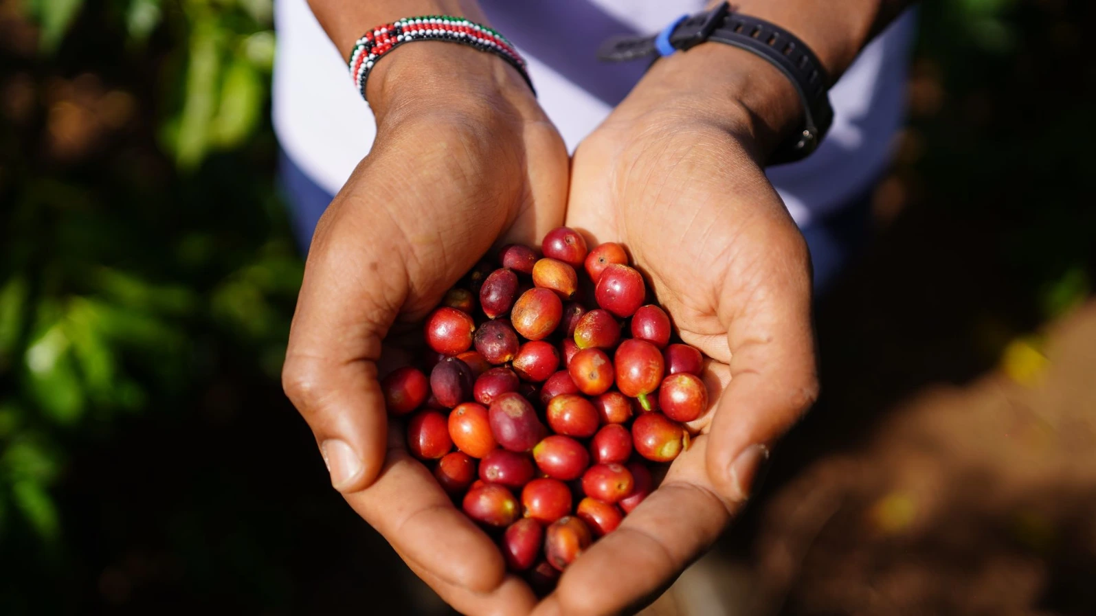coffee cherries at origin Coffee farmer working with ripe cherries on a farm in Kenya.