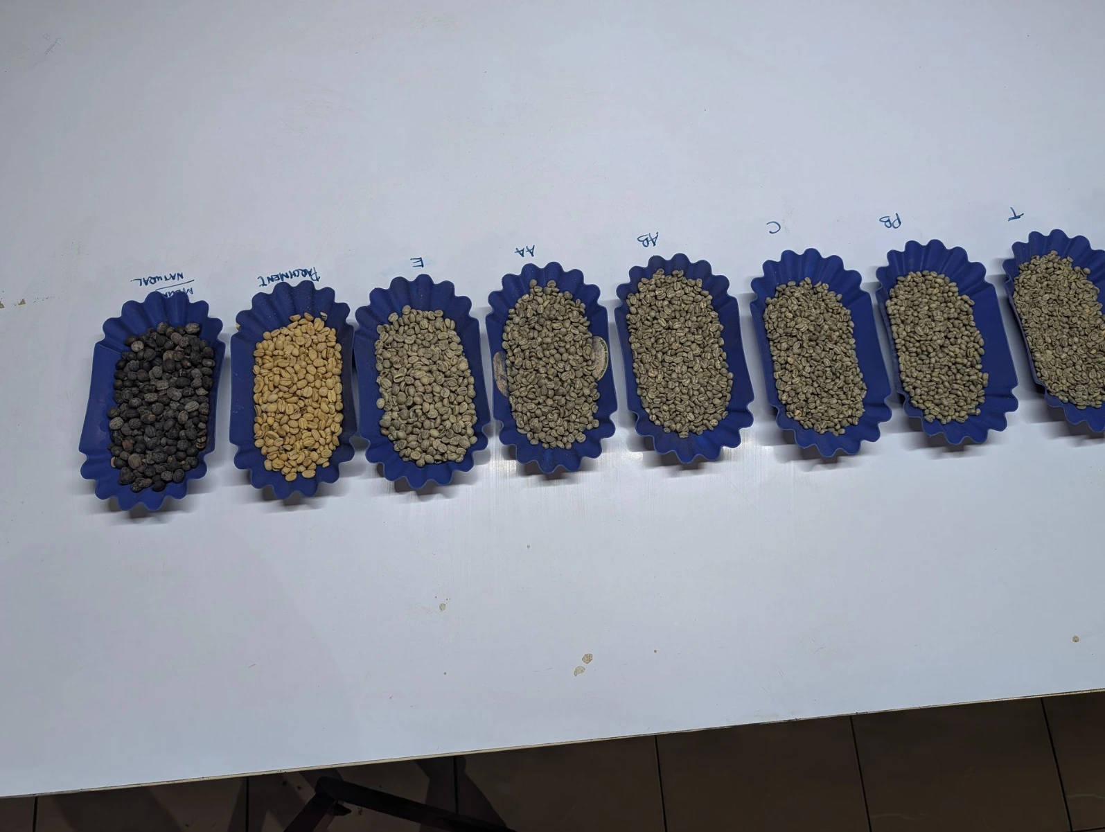 A green coffee buyer or roaster examining green coffee samples. Coffee professional evaluating green coffee samples before roasting