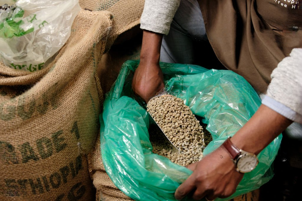 Fresh coffee beans sourced from Ethiopia. Green bean specialty coffee being weighed and packed for export.