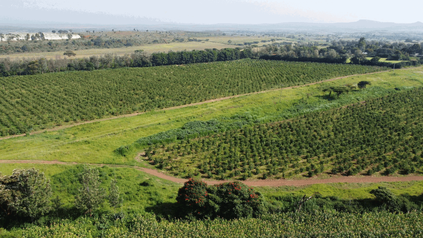 Coffee farm in Kenya, Rift Valley, Nakuru Solai near Mt Kenya and the equator