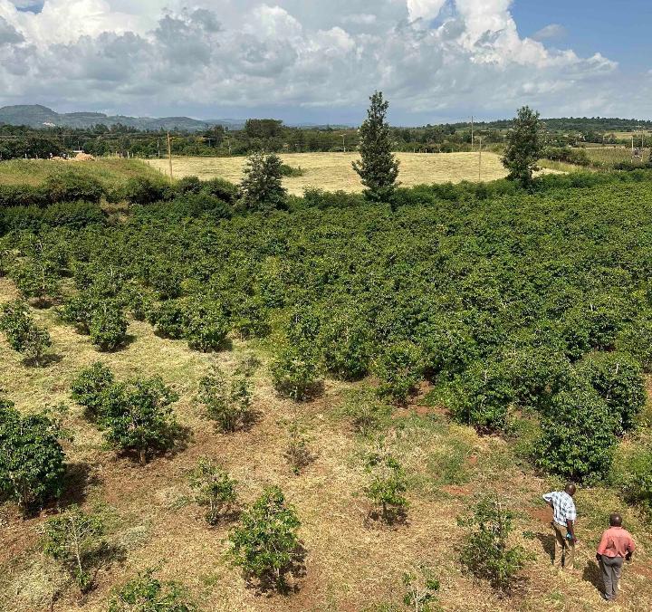 An image showing coffee farms in Kenya's Nakuru coffee growing region, Solai area