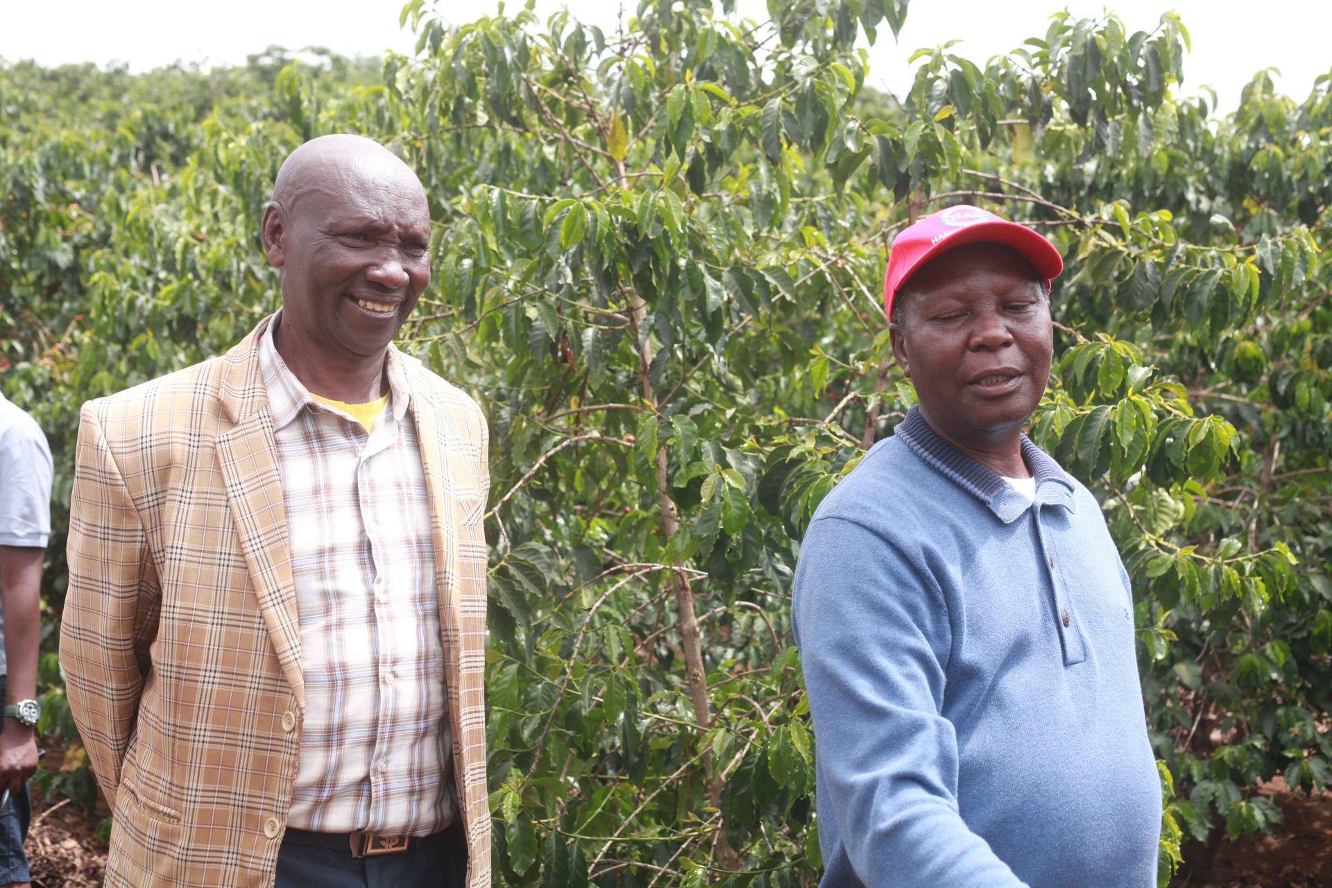 Coffee farm manager Kimuchu and Liwani coffee owner Stephen Kuria, in front of a coffee tree in solai coffee farm.