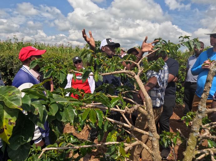 Wana (at the center), a Zambian farmer and farm manager, explains to solai coffee farmers methods of pruning coffee trees to yield more coffee cherries.