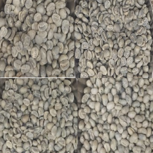 Kenya Green Beans Sample