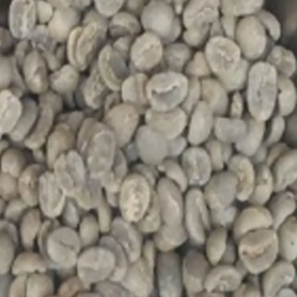 Kenya Green Beans Sample